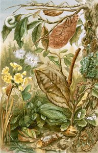 Mimétisme chez les insectes - English School