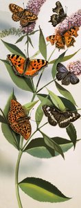 Montage de papillons - English School