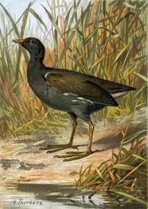 Gallinule poule-d