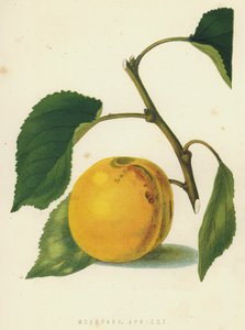 Abricot Moorpark