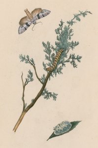Papillon, chenille et chrysalide - English School