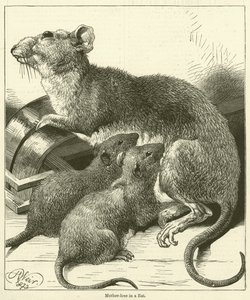Amour maternel chez un rat (gravure) - English School
