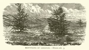 Montagnes du Liban, Osée, xiv, 5