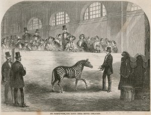 M. Rarey avec le zèbre apprivoisé devant la Reine