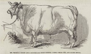 Le bouvillon à courtes cornes de M. Smith, âgé de 3 ans et 3/4 mois, prix £20 et médaille d