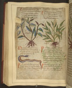 Illustrations de Petersilie, Cawel et un serpent, d