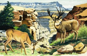 Cerf mulet au parc national du Grand Canyon - English School