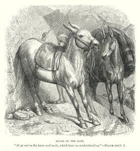 Mules d