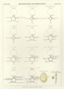 Multiplication et reproduction - English School