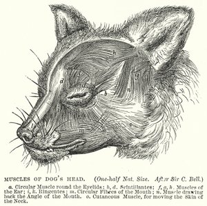 Muscles de la tête de chien (gravure)