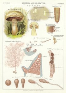 Champignon et algue rouge - English School