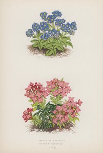 Myosotis Rupicola; Daphne Cneorum - English School