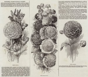 Société nationale de floriculture