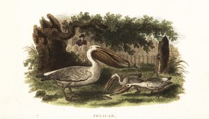 Méthode de pêche des Amérindiens avec des pélicans
