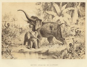 Indigènes harponnant un éléphant - English School