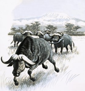 Le Royaume de la Nature : Évitez le Buffle ! - English School