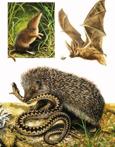 Le Royaume de la Nature : Sous le couvert de la nuit - English School