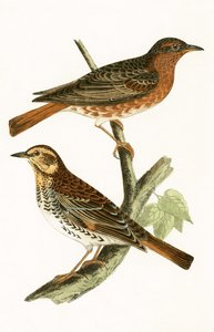 Grive de Naumann, illustration de 