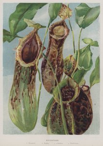 Nepenthes - English School