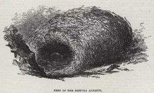 Nid du Menura Alberti (gravure) - English School