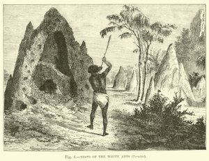 Nids des termites