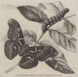 Nouveau papillon de ver à soie (Saturnia Cynthia), chenille et cocon