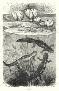 Tritons (gravure) - English School