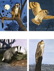 Créatures nocturnes - English School