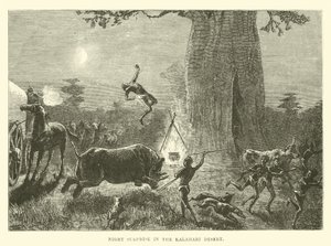 Surprise nocturne dans le désert du Kalahari - English School