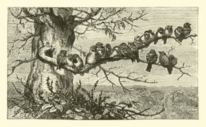 Dix-neuf oiseaux - English School
