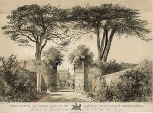 Vue nord des cèdres dans les jardins de la Compagnie des Apothicaires, Chelsea, Londres - English School