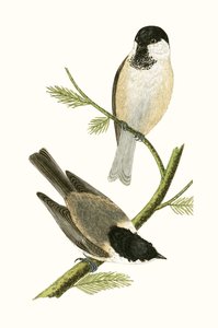 Mésange du Nord, illustration de 