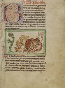 Bestiaire de Northumberland, vers 1250-60 - English School