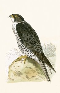 Faucon gerfaut norvégien, illustration de 