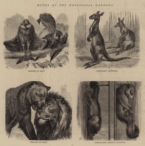 Notes aux jardins zoologiques - English School
