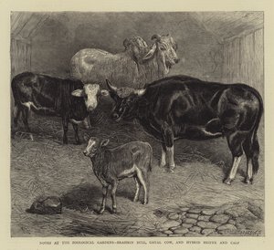 Notes aux jardins zoologiques, taureau brahmane, vache gayal, et génisse hybride et veau (gravure) - English School