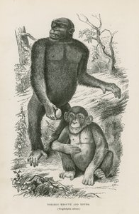 Nshiego Mbouve et Jeune, Troglodytes Calvu - English School