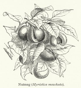 Muscade (Myristica moschata) (gravure) - English School