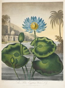 Nymphaea Caerulea, Nénuphar bleu égyptien - English School