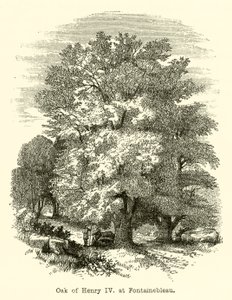 Chêne d