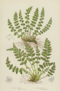 Woodsia Oblongue, Woodsia à Feuilles Rondes - English School