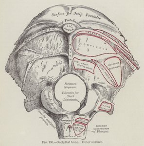 Os occipital, surface externe (gravure) - English School