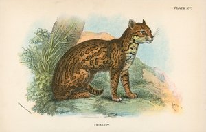 Ocelot - English School