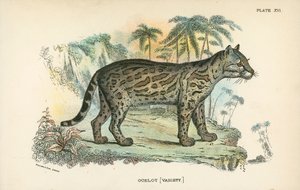 Ocelot [Variété] - English School