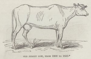 Vieille vache Jersey, de 1800 à 1830 (gravure)