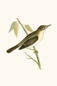 Fauvette olivâtre, illustration de 