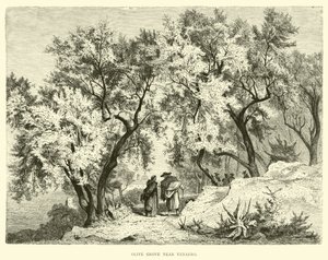 Oliveraie près de Venafro - English School