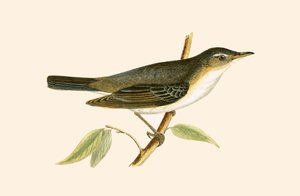 Fauvette des oliviers, illustration de 