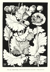 Pavot à opium ; Fleurs blanches à cramoisies et violettes ; Hauteur 30 pouces - English School