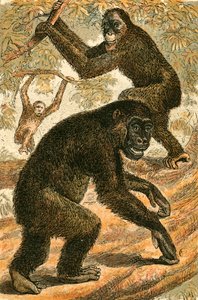 Orang-Outang et Gorille - English School